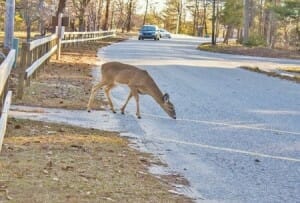 Deer-and-car-insurance