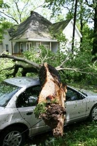 homeowners-insurance-dead -trees