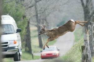 driver-safety-and-deer