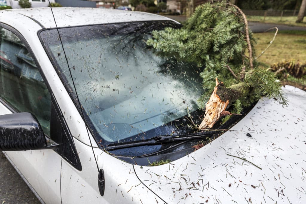 Who Pays When a Tree Limb Falls on a Car? Tom Needham Insurance Agency