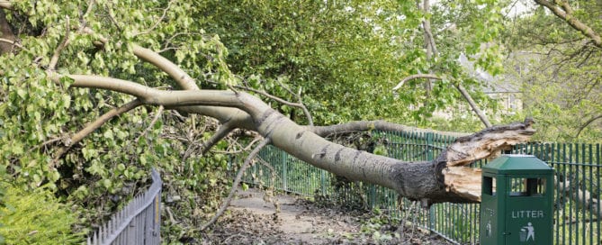 am-I-covered-by-insurance-for-fallen-trees